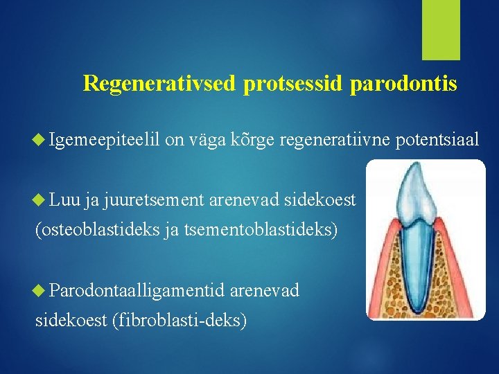 Regenerativsed protsessid parodontis Igemeepiteelil Luu on väga kõrge regeneratiivne potentsiaal ja juuretsement arenevad sidekoest