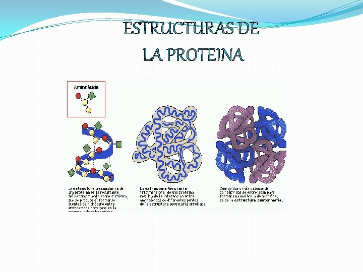 ESTRUCTURAS DE LA PROTEINA 