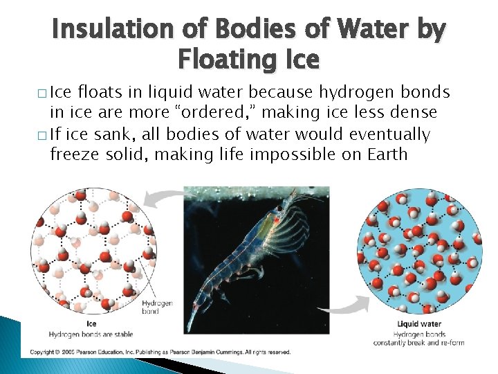 Insulation of Bodies of Water by Floating Ice � Ice floats in liquid water Insulation of Bodies of Water by Floating Ice � Ice floats in liquid water
