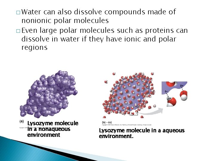 � Water can also dissolve compounds made of nonionic polar molecules � Even large � Water can also dissolve compounds made of nonionic polar molecules � Even large
