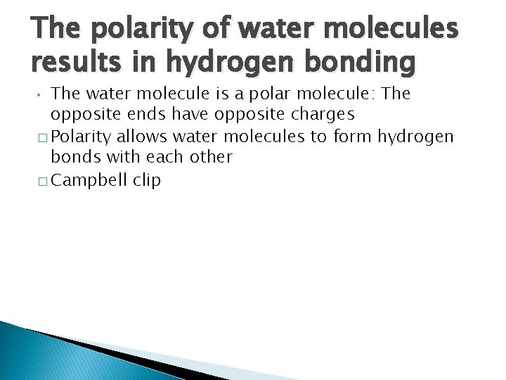 The polarity of water molecules results in hydrogen bonding The water molecule is a The polarity of water molecules results in hydrogen bonding The water molecule is a