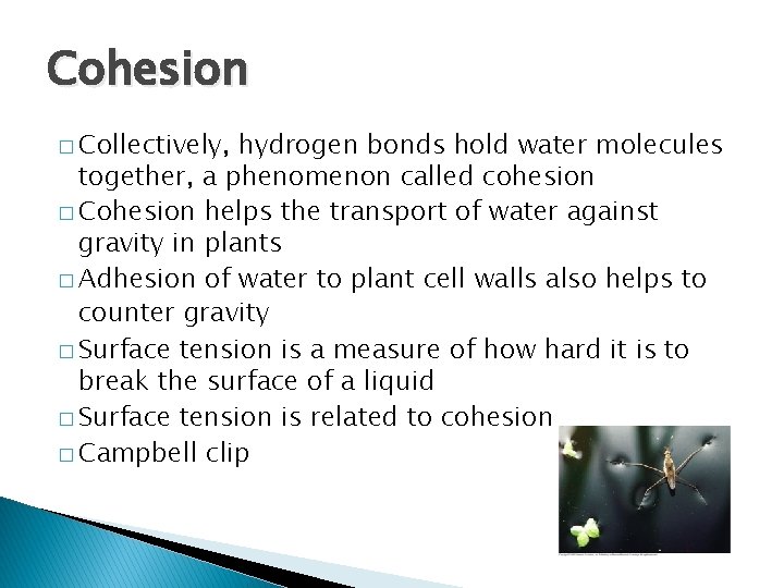 Cohesion � Collectively, hydrogen bonds hold water molecules together, a phenomenon called cohesion � Cohesion � Collectively, hydrogen bonds hold water molecules together, a phenomenon called cohesion �