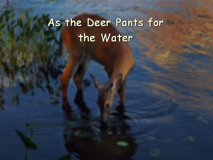 As the Deer Pants for the Water As the Deer Pants for the Water
