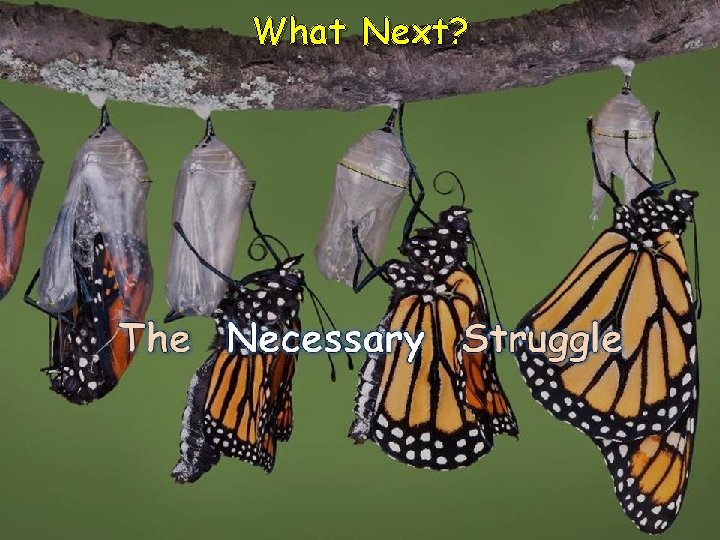 What Next? What Next?