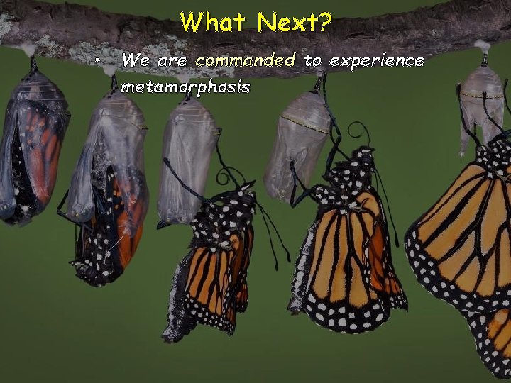 What Next? • We are commanded to experience metamorphosis What Next? • We are commanded to experience metamorphosis