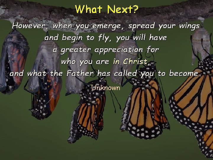 What Next? However, when you emerge, spread your wings and begin to fly, you What Next? However, when you emerge, spread your wings and begin to fly, you