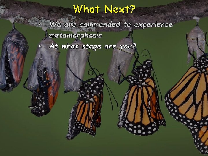 What Next? • We are commanded to experience metamorphosis • At what stage are What Next? • We are commanded to experience metamorphosis • At what stage are