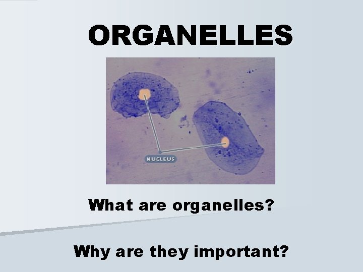 ORGANELLES What are organelles? Why are they important? 