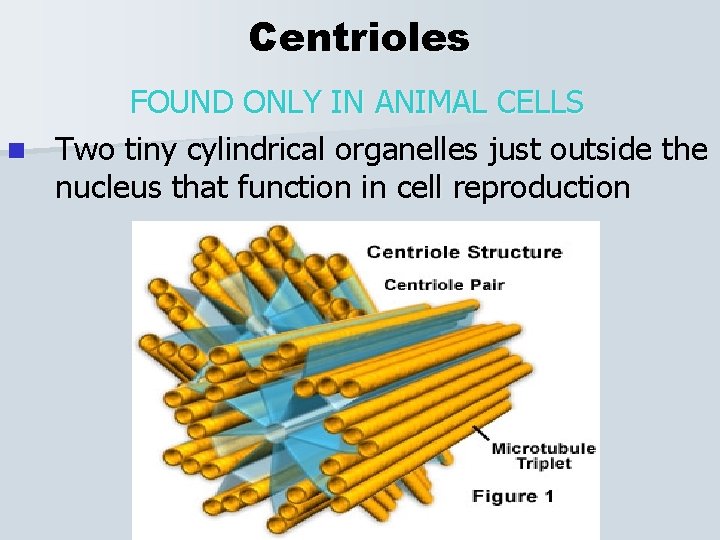 Centrioles FOUND ONLY IN ANIMAL CELLS n Two tiny cylindrical organelles just outside the