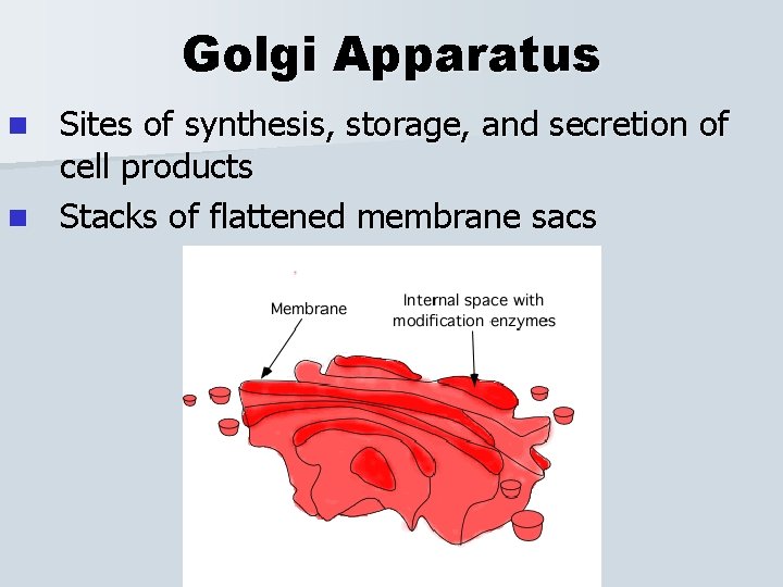 Golgi Apparatus Sites of synthesis, storage, and secretion of cell products n Stacks of