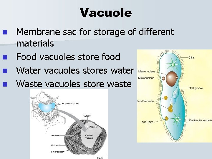 Vacuole n n Membrane sac for storage of different materials Food vacuoles store food