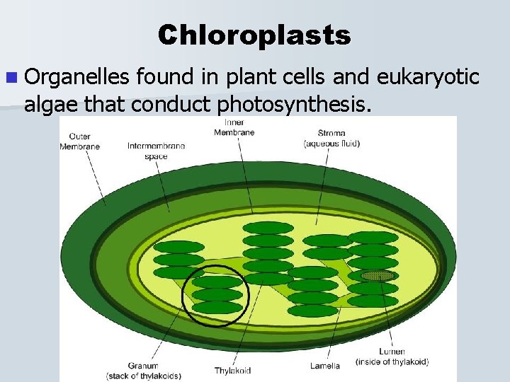 Chloroplasts n Organelles found in plant cells and eukaryotic algae that conduct photosynthesis. 