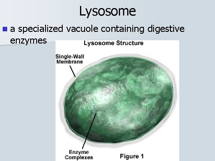 Lysosome na specialized vacuole containing digestive enzymes 
