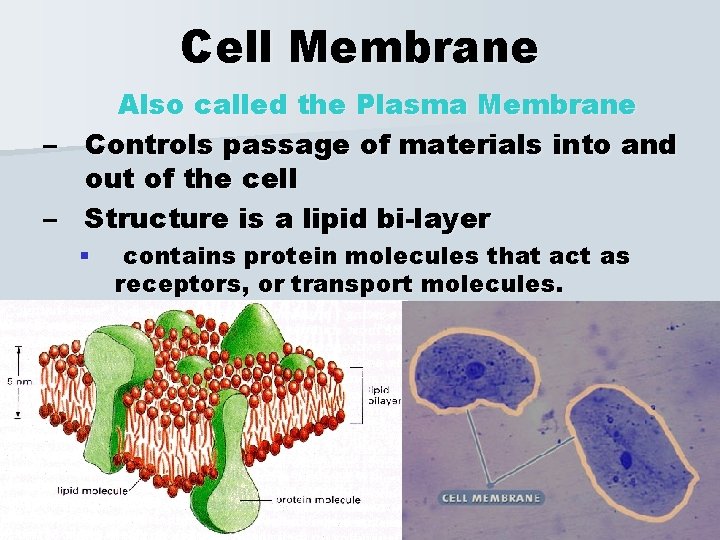 Cell Membrane Also called the Plasma Membrane – Controls passage of materials into and