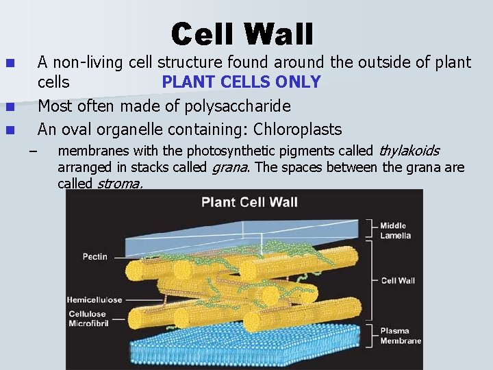 Cell Wall n n n A non-living cell structure found around the outside of