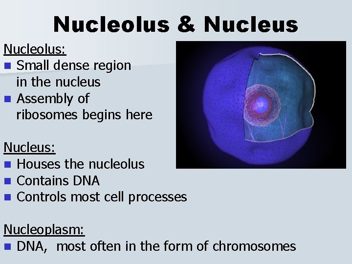 Nucleolus & Nucleus Nucleolus: n Small dense region in the nucleus n Assembly of