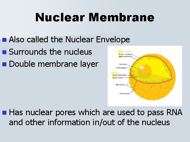 Nuclear Membrane n Also called the Nuclear Envelope n Surrounds the nucleus n Double