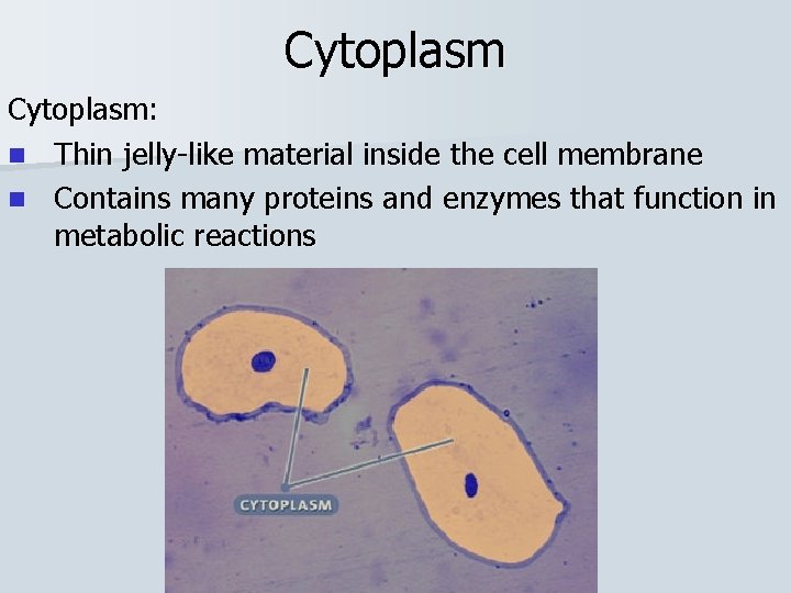 Cytoplasm: n Thin jelly-like material inside the cell membrane n Contains many proteins and