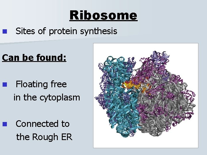 Ribosome n Sites of protein synthesis Can be found: n n Floating free in