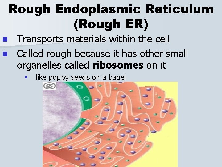 Rough Endoplasmic Reticulum (Rough ER) Transports materials within the cell n Called rough because