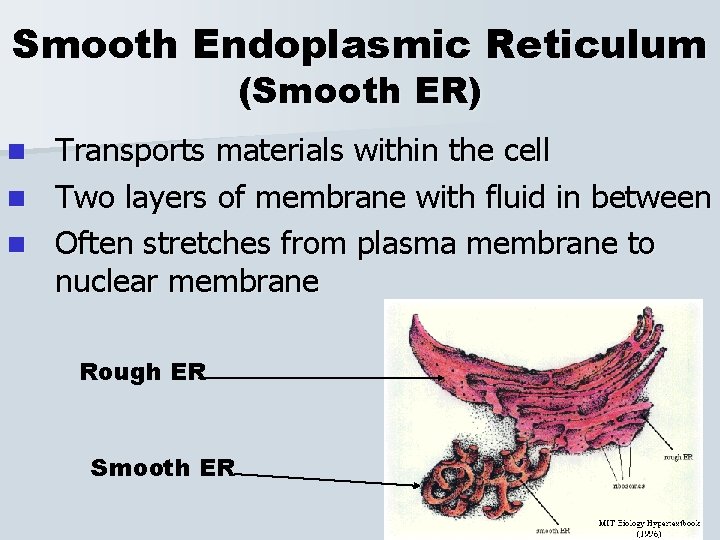 Smooth Endoplasmic Reticulum (Smooth ER) Transports materials within the cell n Two layers of