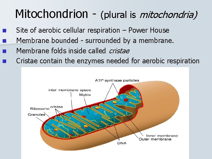 Mitochondrion - (plural is mitochondria) n n Site of aerobic cellular respiration – Power