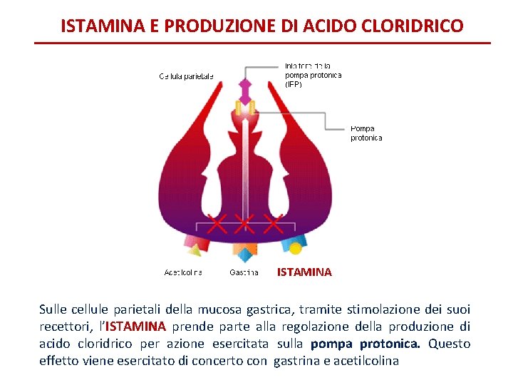 ISTAMINA E PRODUZIONE DI ACIDO CLORIDRICO ISTAMINA Sulle cellule parietali della mucosa gastrica, tramite