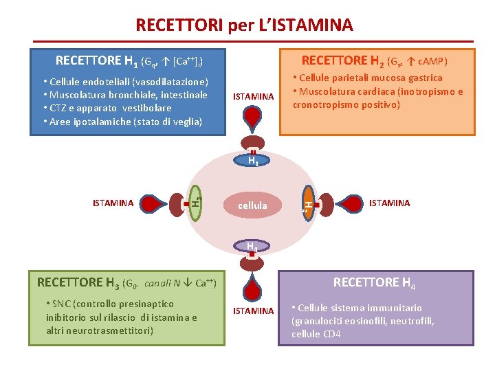 RECETTORI per L’ISTAMINA RECETTORE H 1 (Gq, ↑ [Ca++]i) • Cellule endoteliali (vasodilatazione) •