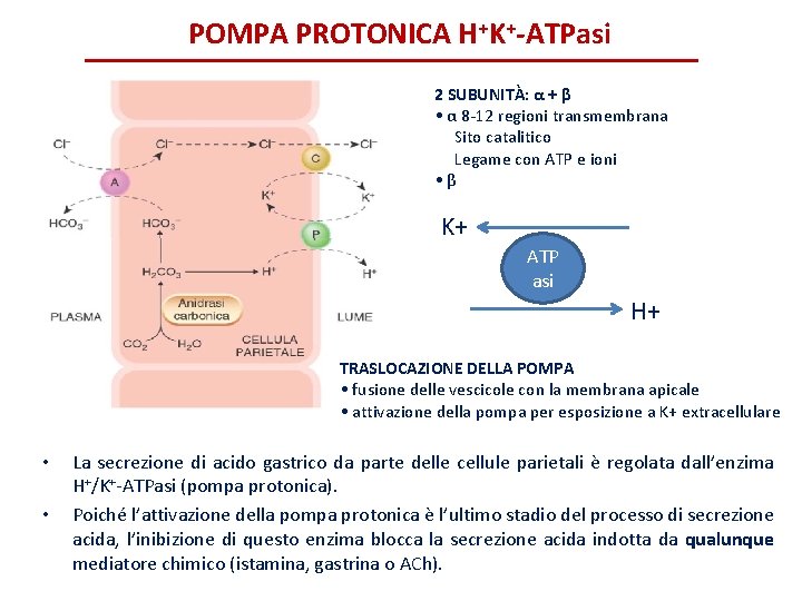 POMPA PROTONICA H+K+-ATPasi 2 SUBUNITÀ: α + β • α 8 -12 regioni transmembrana