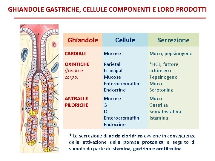 GHIANDOLE GASTRICHE, CELLULE COMPONENTI E LORO PRODOTTI Ghiandole Cellule Secrezione CARDIALI Mucose Muco, pepsinogeno