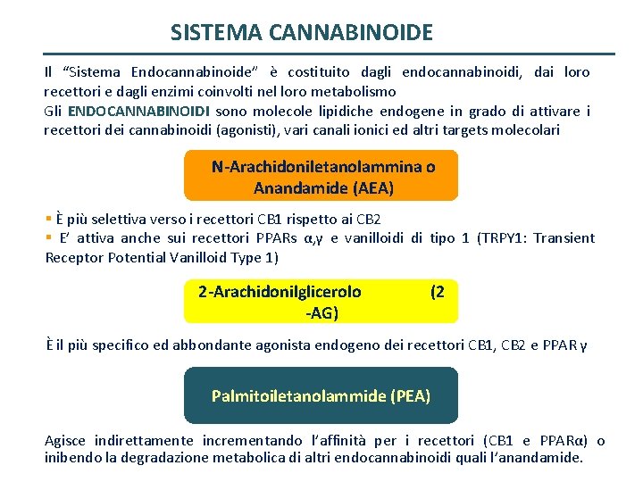 SISTEMA CANNABINOIDE Il “Sistema Endocannabinoide” è costituito dagli endocannabinoidi, dai loro recettori e dagli
