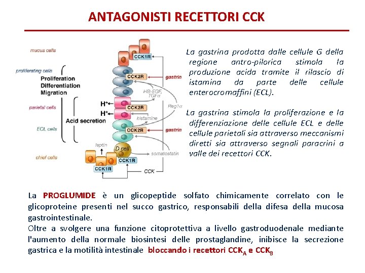 ANTAGONISTI RECETTORI CCK La gastrina prodotta dalle cellule G della regione antro-pilorica stimola la