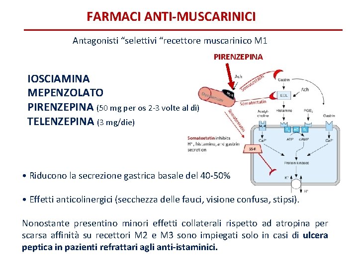 FARMACI ANTI-MUSCARINICI Antagonisti “selettivi “recettore muscarinico M 1 PIRENZEPINA IOSCIAMINA MEPENZOLATO PIRENZEPINA (50 mg