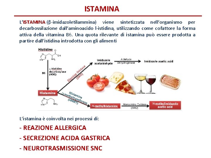 ISTAMINA L‘ISTAMINA (β-imidazoletilammina) viene sintetizzata nell’organismo per decarbossilazione dall’aminoacido l-istidina, utilizzando come cofattore la
