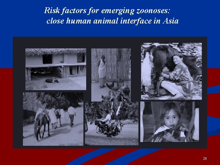 Risk factors for emerging zoonoses: close human animal interface in Asia 24 