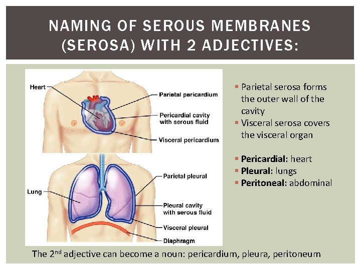 NAMING OF SEROUS MEMBRANES (SEROSA) WITH 2 ADJECTIVES: § Parietal serosa forms the outer