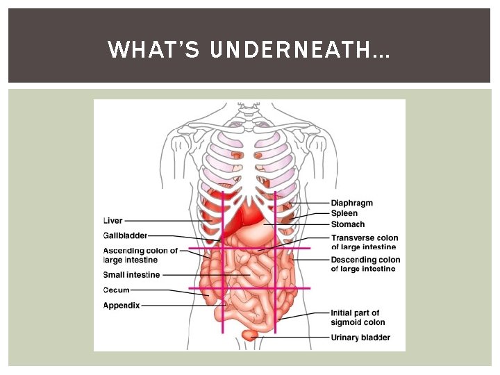 WHAT’S UNDERNEATH… 