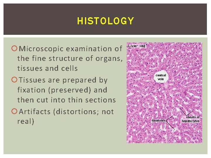 HISTOLOGY Microscopic examination of the fine structure of organs, tissues and cells Tissues are