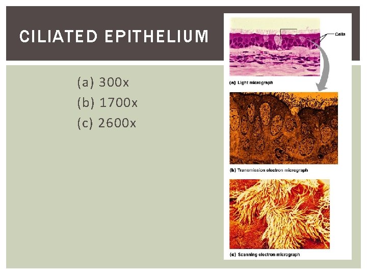 CILIATED EPITHELIUM (a) 300 x (b) 1700 x (c) 2600 x 