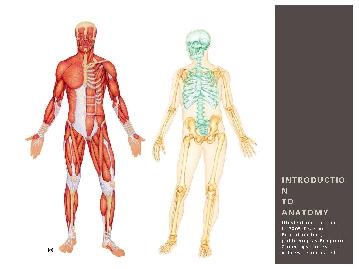 INTRODUCTIO N TO ANATOMY Illustrations in slides: © 2005 Pearson Education Inc. , publishing