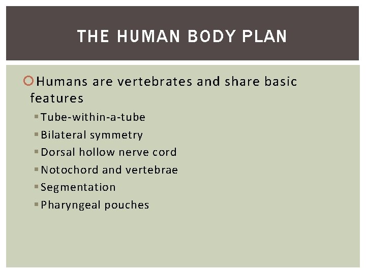 THE HUMAN BODY PLAN Humans are vertebrates and share basic features § Tube-within-a-tube §