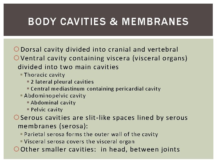 BODY CAVITIES & MEMBRANES Dorsal cavity divided into cranial and vertebral Ventral cavity containing