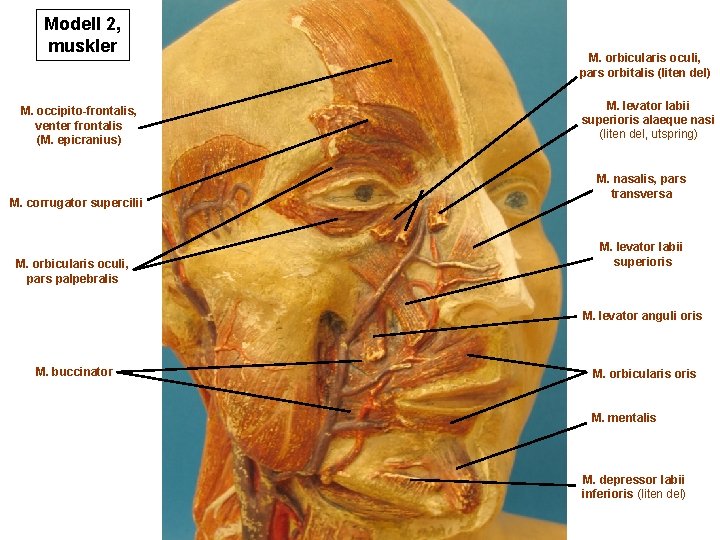 Modell 2, muskler M. occipito-frontalis, venter frontalis (M. epicranius) M. corrugator supercilii M. orbicularis