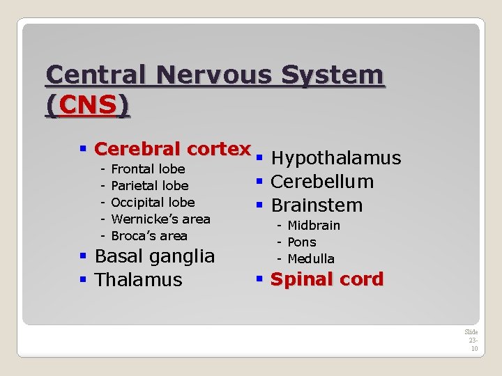 Central Nervous System (CNS) § Cerebral cortex § Hypothalamus - Frontal lobe § Cerebellum