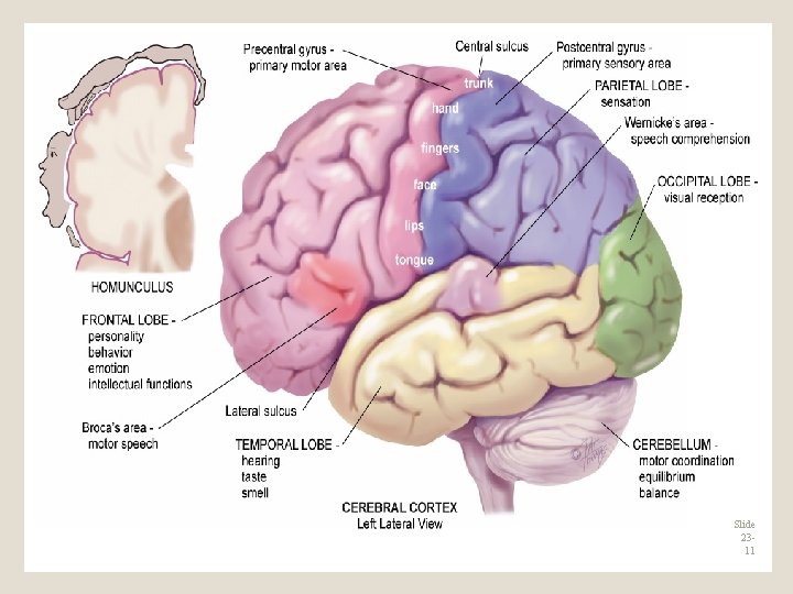 Cerebral Cortex Slide 2311 