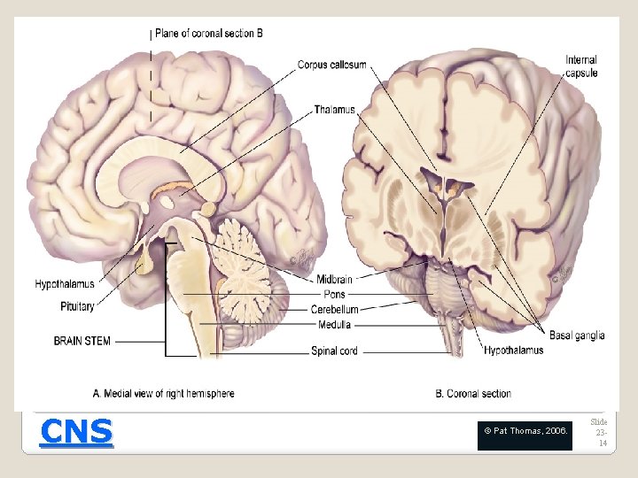 [PRODUCTION NOTE: Please insert Figure 23 -2 (from Jarvis Physical Examination and Health Assessment,