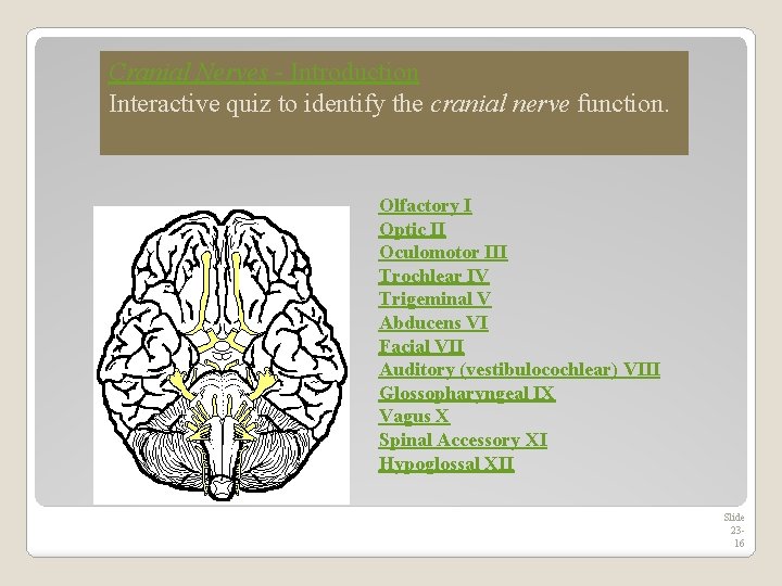 Cranial Nerves - Introduction Interactive quiz to identify the cranial nerve function. Olfactory I