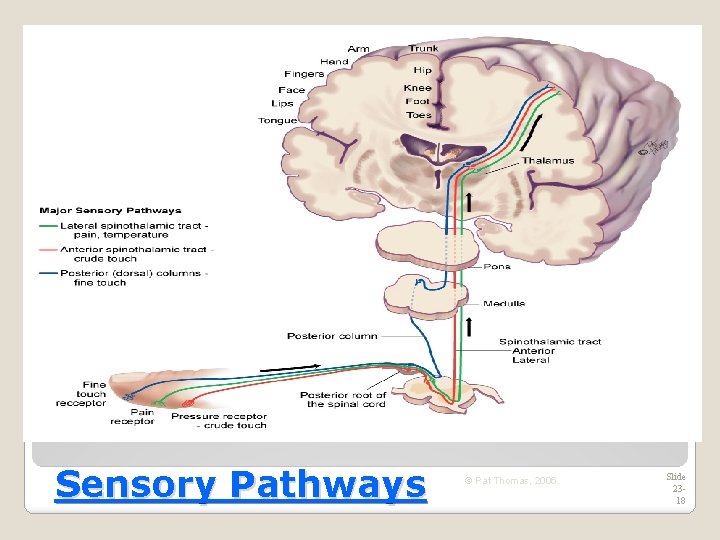 Sensory Pathways © Pat Thomas, 2006. Slide 2318 