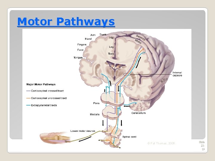 Motor Pathways © Pat Thomas, 2006. Slide 2319 