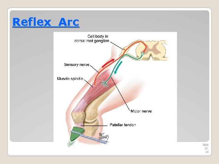 Reflex Arc Slide 2320 